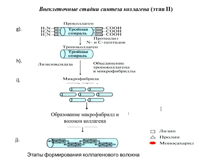 Внеклеточные стадии синтеза коллагена (этап II) g). h). i). Микрофибриллы Образование макрофибрилл