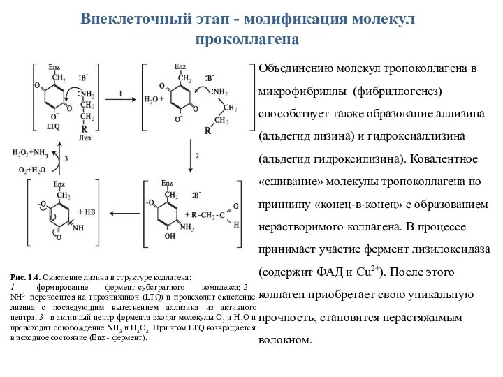 Внеклеточный этап - модификация молекул проколлагена Рис. 1.4. Окисление лизина в структуре