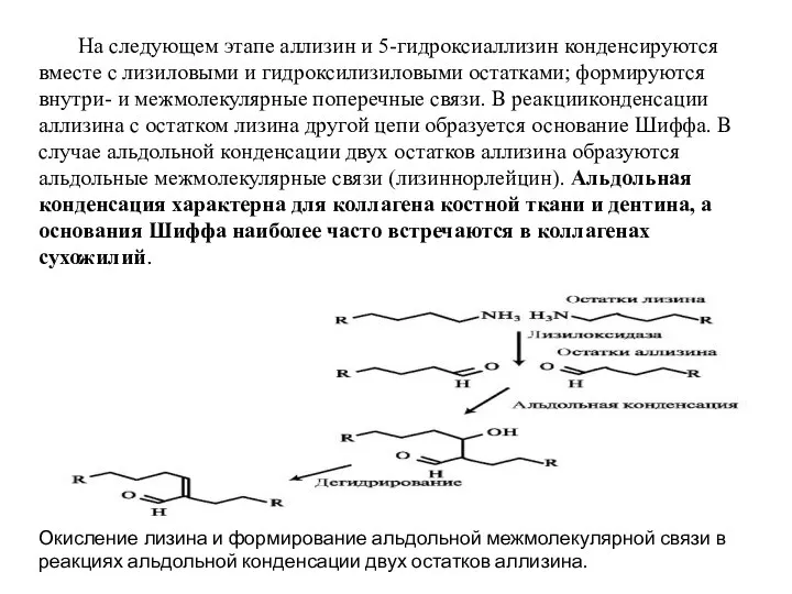 На следующем этапе аллизин и 5-гидроксиаллизин конденсируются вместе с лизиловыми и гидроксилизиловыми