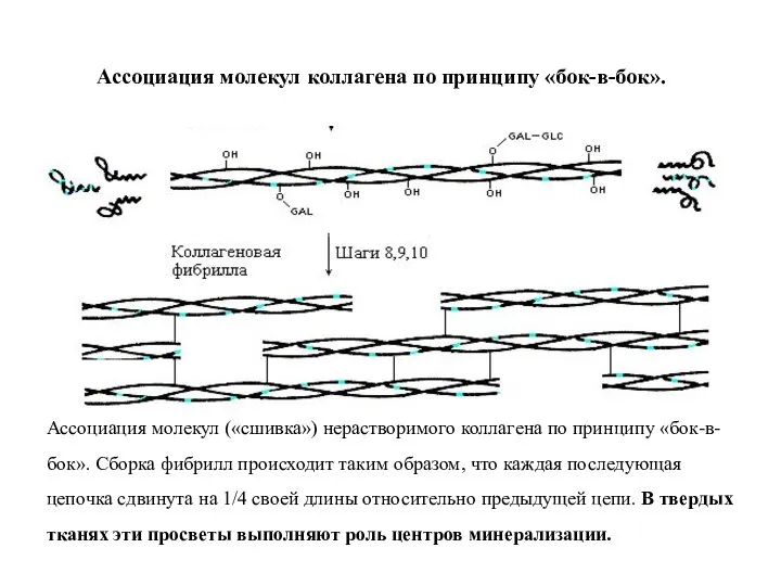 Ассоциация молекул коллагена по принципу «бок-в-бок». Ассоциация молекул («сшивка») нерастворимого коллагена по