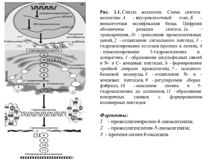 Ферменты: 1 - проколлагенпролин-4-диоксигеназа; 2 - проколлагенлизин-5-диоксигеназа; 3 - протеин-лизин-6-оксидаза. Рис. 1.1.