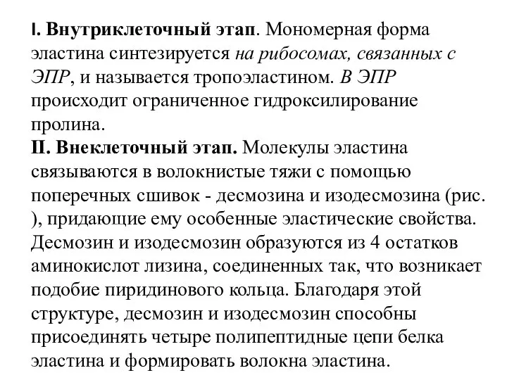 I. Внутриклеточный этап. Мономерная форма эластина синтезируется на рибосомах, связанных с ЭПР,