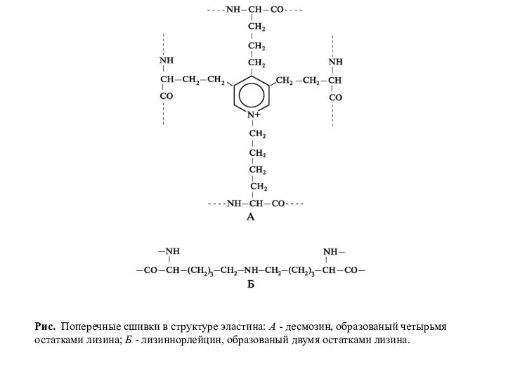 Рис. Поперечные сшивки в структуре эластина: А - десмозин, образованый четырьмя остатками