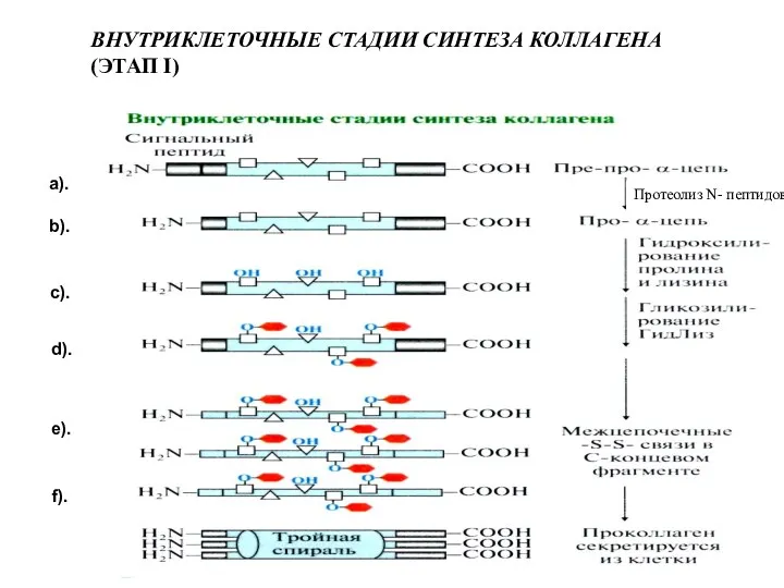 ВНУТРИКЛЕТОЧНЫЕ СТАДИИ СИНТЕЗА КОЛЛАГЕНА (ЭТАП I) Протеолиз N- пептидов а). b). c). d). e). f).