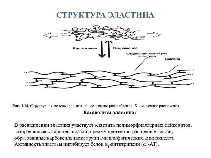 СТРУКТУРА ЭЛАСТИНА Рис. 1.14. Структурная модель эластина: А - состояние расслабления; Б