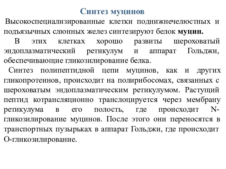 Синтез муцинов Высокоспециализированные клетки поднижнечелюстных и подъязычных слюнных желез синтезируют белок муцин.