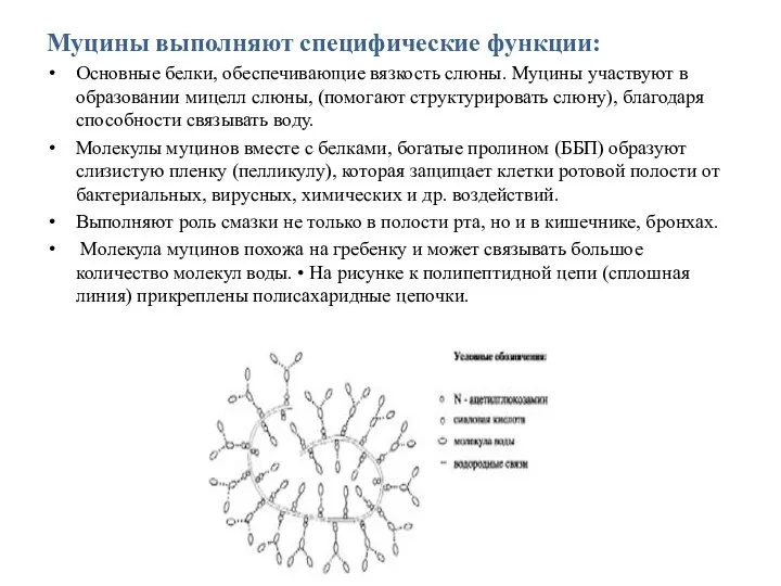 Муцины выполняют специфические функции: Основные белки, обеспечивающие вязкость слюны. Муцины участвуют в