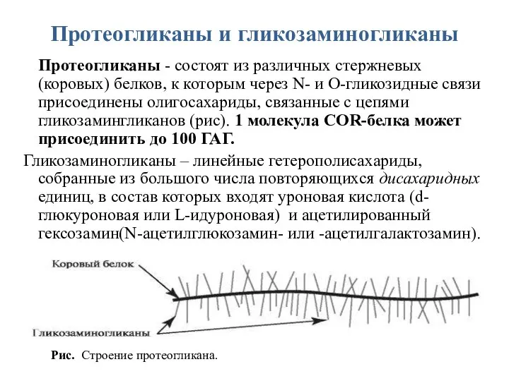 Протеогликаны и гликозаминогликаны Протеогликаны - состоят из различных стержневых (коровых) белков, к