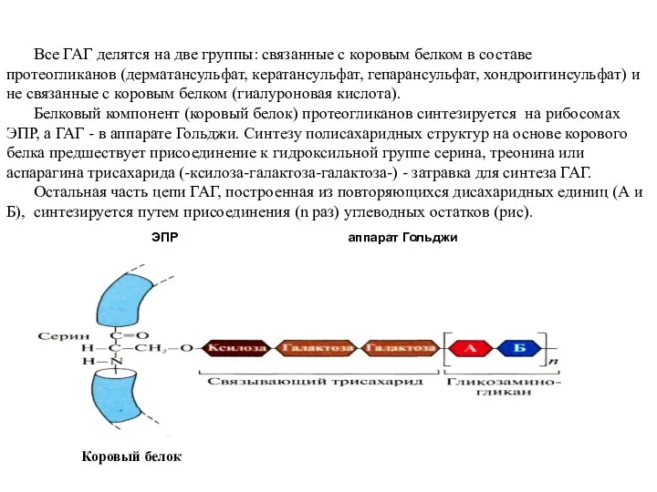 Все ГАГ делятся на две группы: связанные с коровым белком в составе