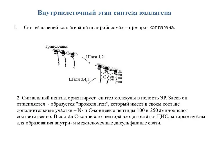 Внутриклеточный этап синтеза коллагена Синтез α-цепей коллагена на полирибосомах – пре-про- коллагена.