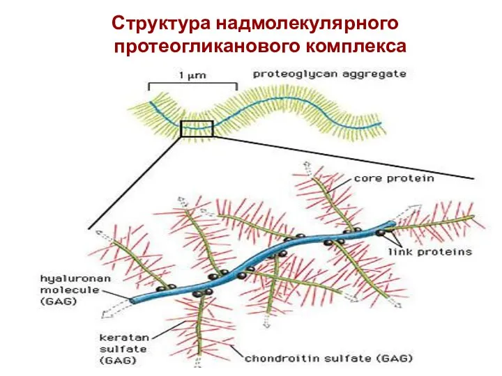 Структура надмолекулярного протеогликанового комплекса