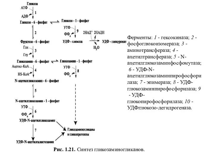 Рис. 1.21. Синтез гликозаминогликанов. Ферменты: 1 - гексокиназа; 2 - фосфоглюкоизомераза; 3