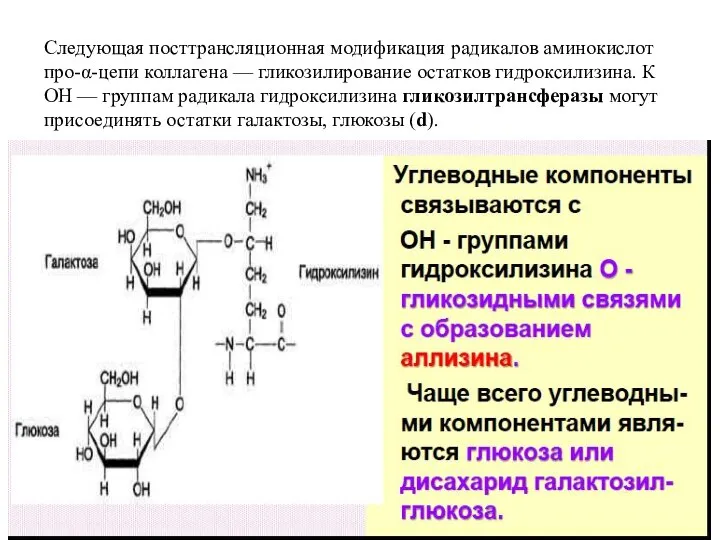 Следующая посттрансляционная модификация радикалов аминокислот про-α-цепи коллагена — гликозилирование остатков гидроксилизина. К