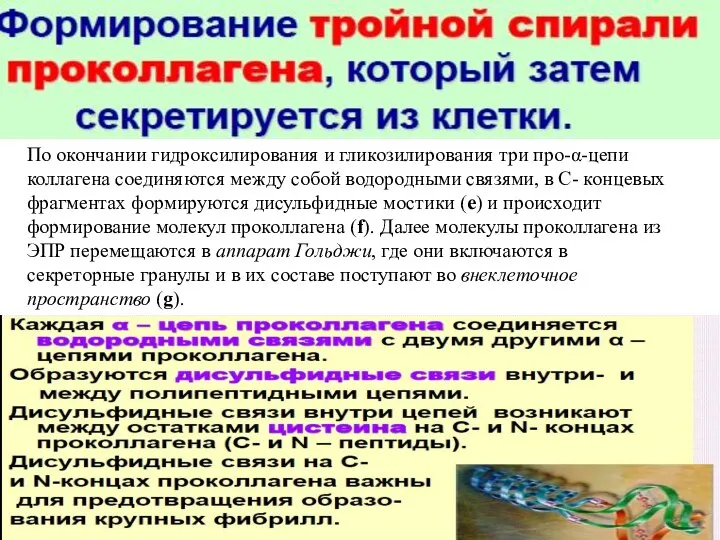 По окончании гидроксилирования и гликозилирования три про-α-цепи коллагена соединяются между собой водородными