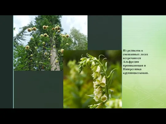 Из реликтов в смешанных лесах встречаются Альфредия проникающая и Наперстянка крупноцветковая.