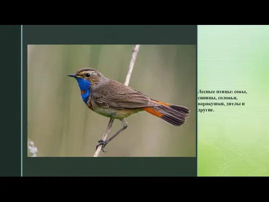 Лесные птицы: совы, синицы, соловьи, варакушки, дятлы и другие.