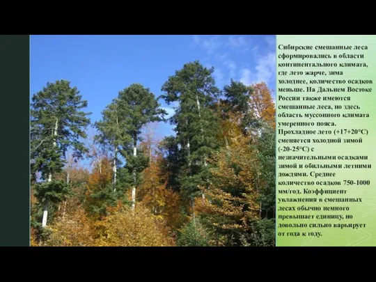 Сибирские смешанные леса сформировались в области континентального климата, где лето жарче, зима