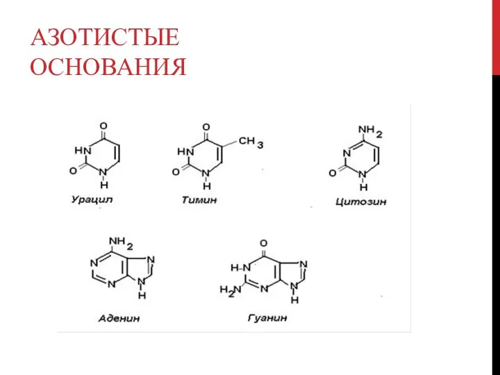 АЗОТИСТЫЕ ОСНОВАНИЯ