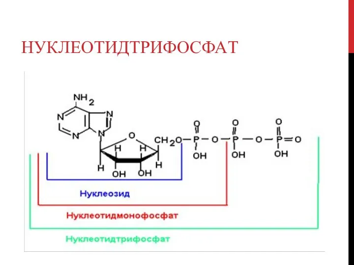 НУКЛЕОТИДТРИФОСФАТ