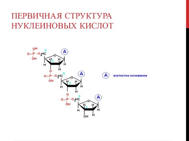 ПЕРВИЧНАЯ СТРУКТУРА НУКЛЕИНОВЫХ КИСЛОТ