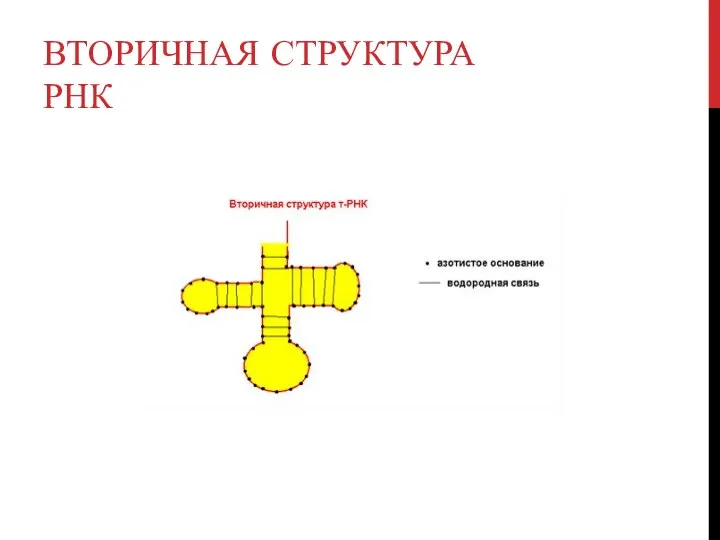 ВТОРИЧНАЯ СТРУКТУРА РНК