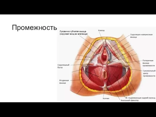 Промежность