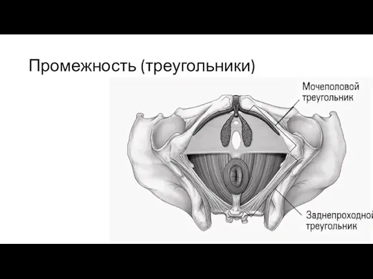 Промежность (треугольники)