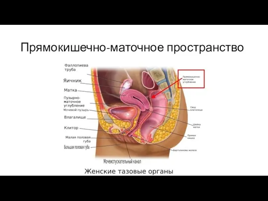 Прямокишечно-маточное пространство