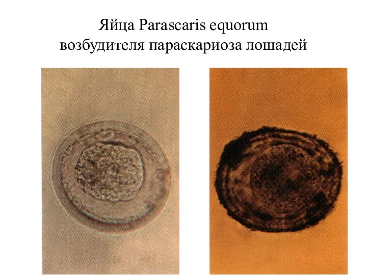 Яйца Parascaris equorum возбудителя параскариоза лошадей