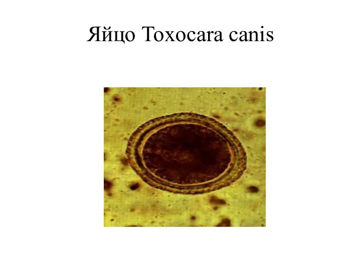 Яйцо Toxocara canis