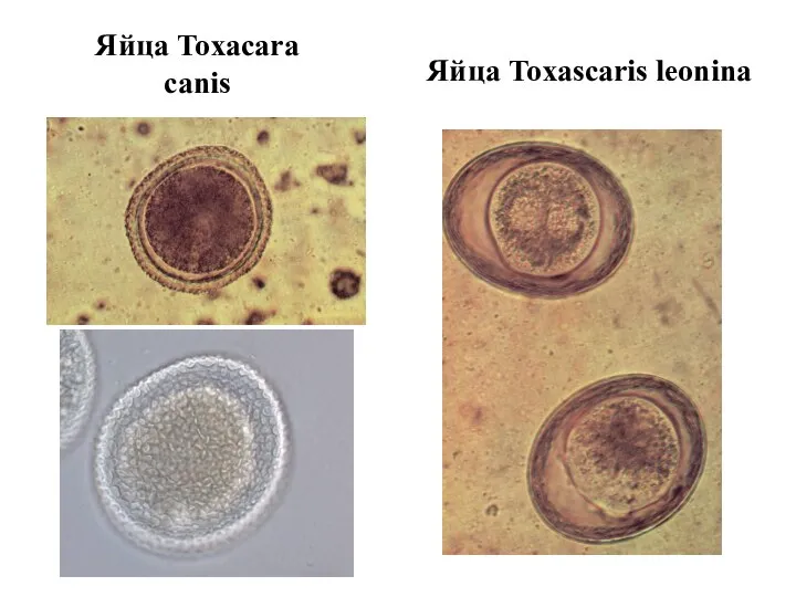 Яйца Toxacara canis Яйца Toxascaris leonina