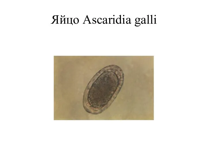 Яйцо Ascaridia galli
