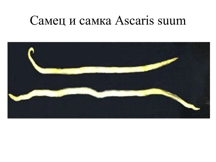 Самец и самка Ascaris suum