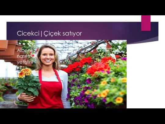 Cicekci|Çiçek satıyor Albeni nasıl yetiştirilir?