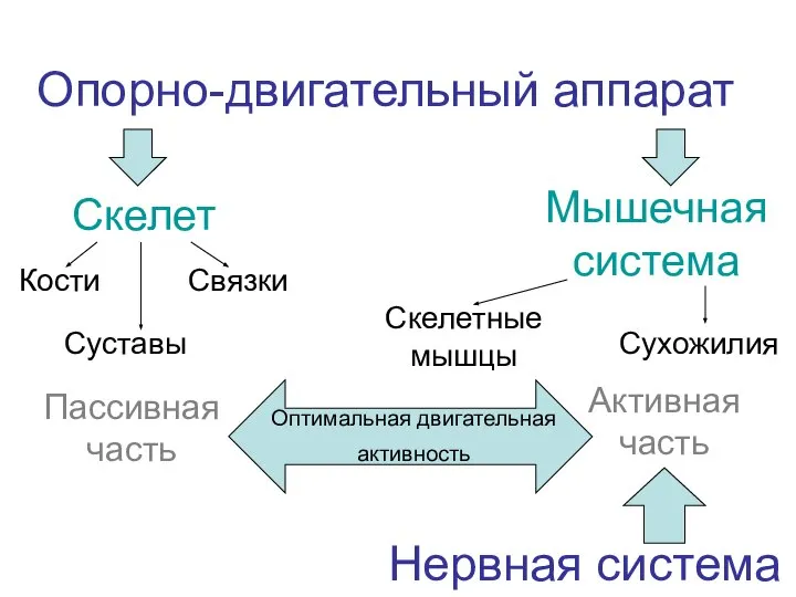 Опорно-двигательный аппарат Скелет Кости Суставы Связки Мышечная система Пассивная часть Активная часть