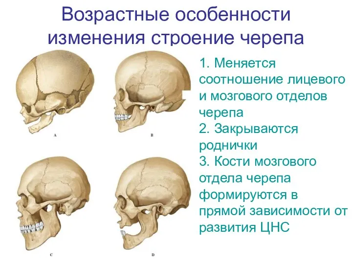 Возрастные особенности изменения строение черепа 1. Меняется соотношение лицевого и мозгового отделов