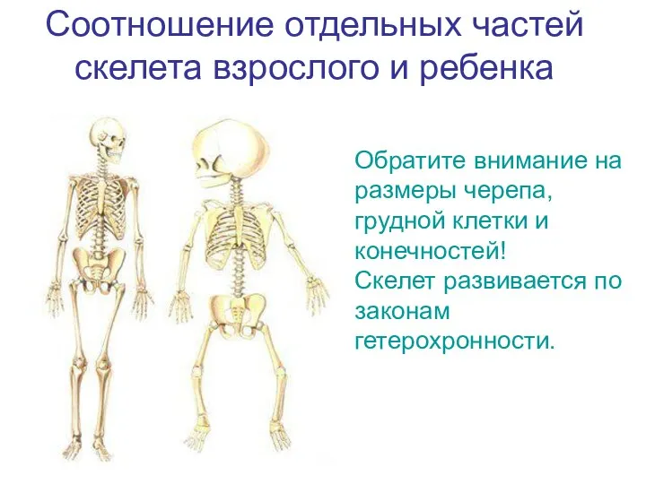 Соотношение отдельных частей скелета взрослого и ребенка Обратите внимание на размеры черепа,