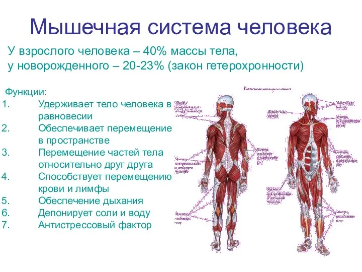 Мышечная система человека У взрослого человека – 40% массы тела, у новорожденного