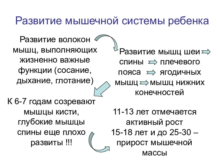 Развитие мышечной системы ребенка Развитие волокон мышц, выполняющих жизненно важные функции (сосание,