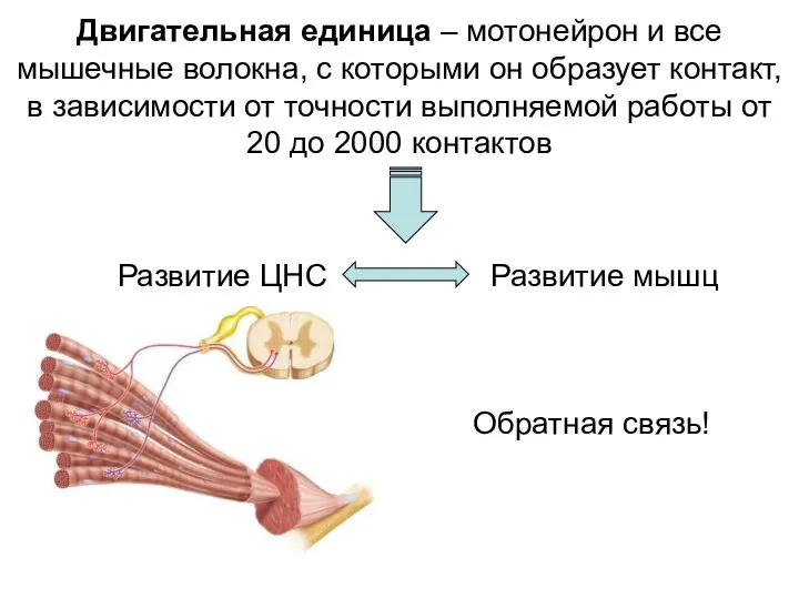 Двигательная единица – мотонейрон и все мышечные волокна, с которыми он образует