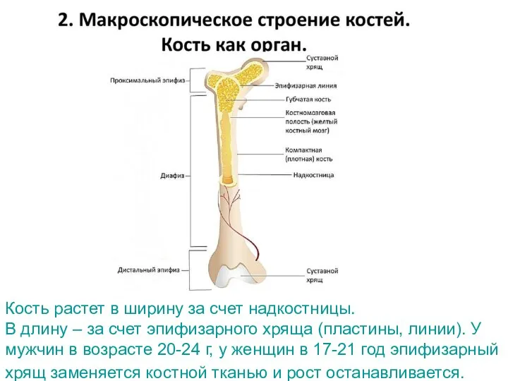 Кость растет в ширину за счет надкостницы. В длину – за счет