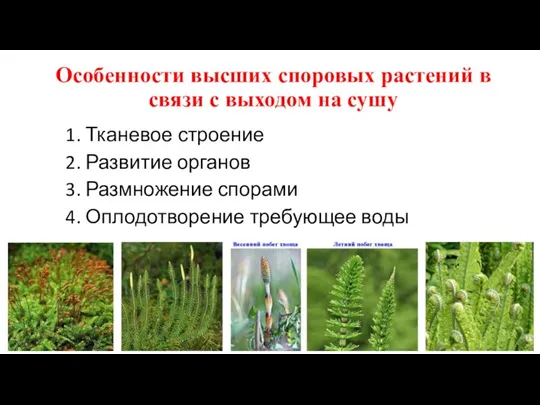 Особенности высших споровых растений в связи с выходом на сушу 1. Тканевое