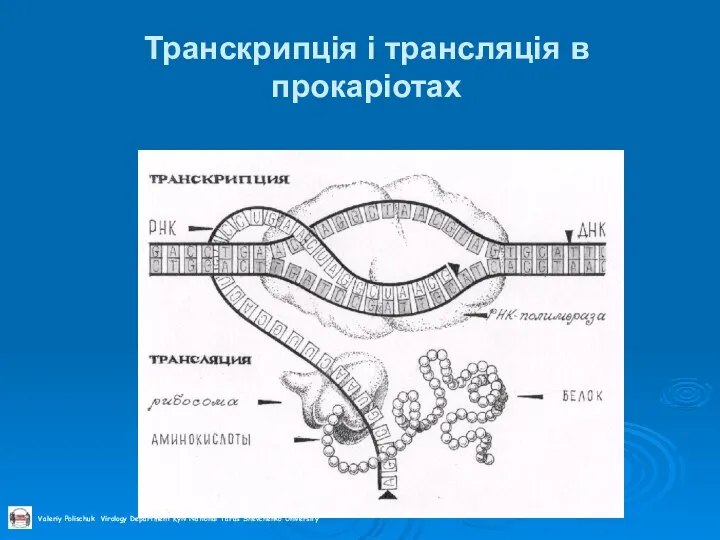 Транскрипція і трансляція в прокаріотах