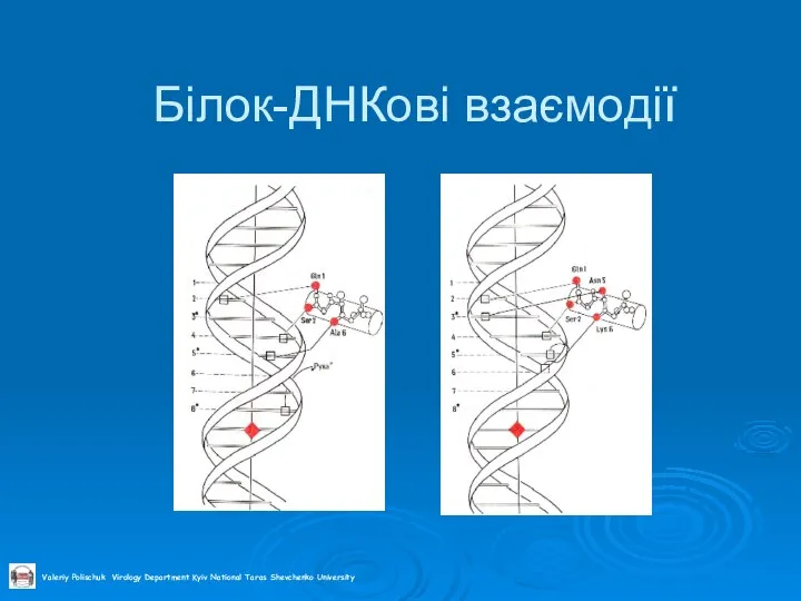 Білок-ДНКові взаємодії