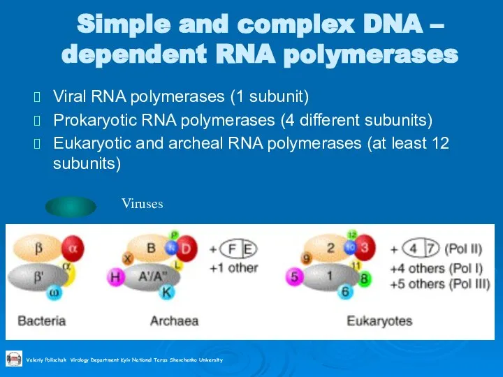 Simple and complex DNA – dependent RNA polymerases Viral RNA polymerases (1