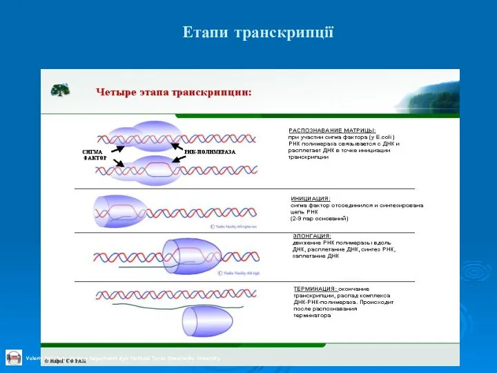 Етапи транскрипції