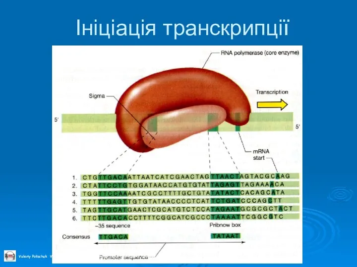 Ініціація транскрипції