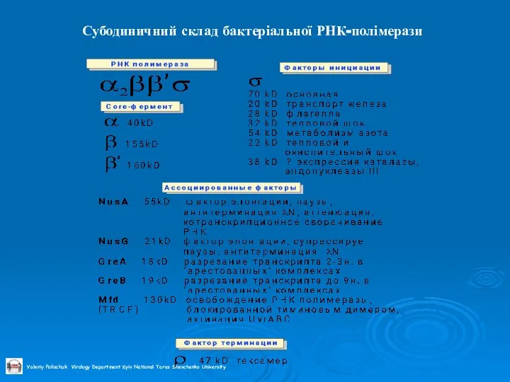 Субодиничний склад бактеріальної РНК-полімерази