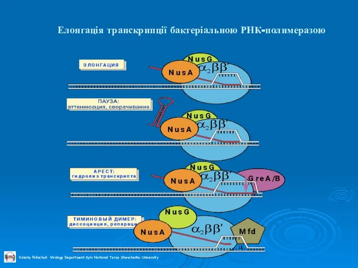 Елонгація транскрипції бактеріальною РНК-полимеразою