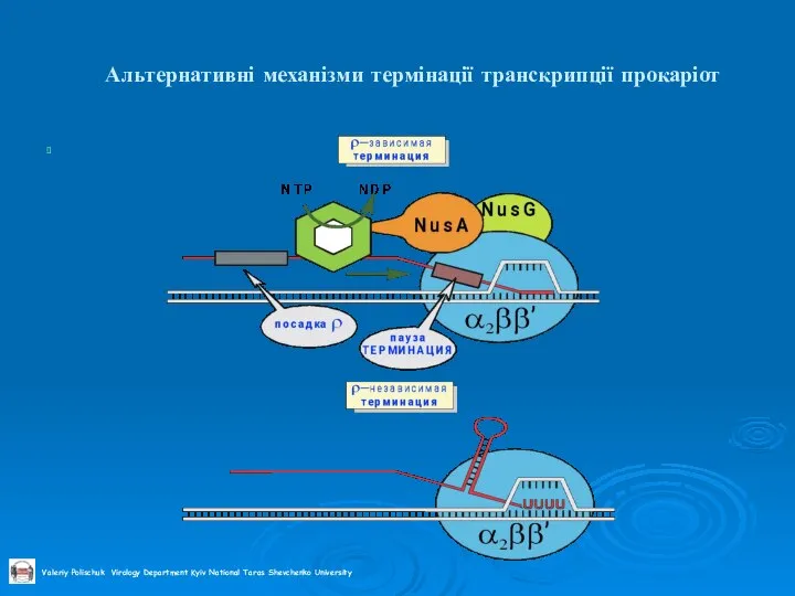 Альтернативні механізми термінації транскрипції прокаріот